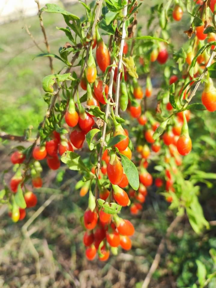台灣農健康 台灣小農自產自銷 枸杞 Made In Taiwan Wolfberry(230g)