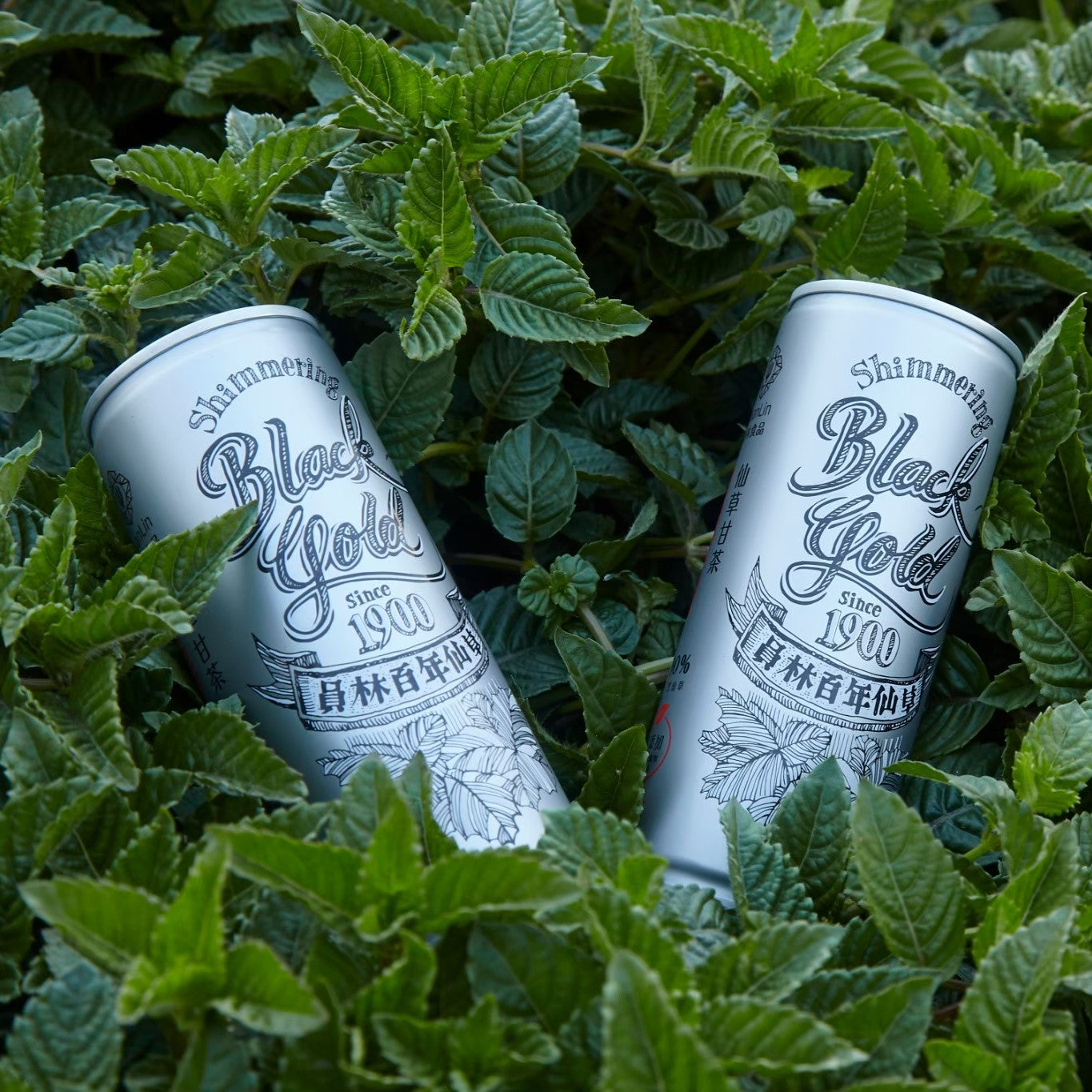 谷溜谷溜 【百年仙草】仙草甘茶12入禮盒