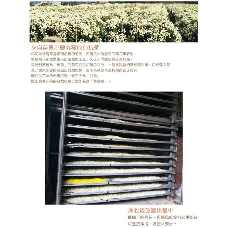 【正心堂】台灣白菊花 (37.5g)