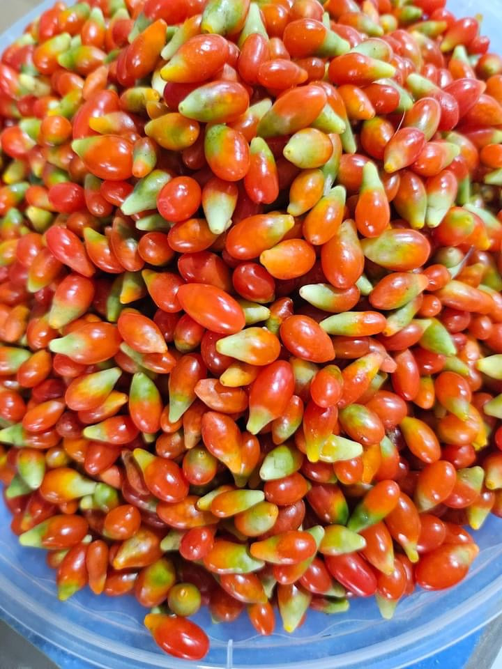 台灣農健康 台灣小農自產自銷 枸杞 Made In Taiwan Wolfberry(230g)