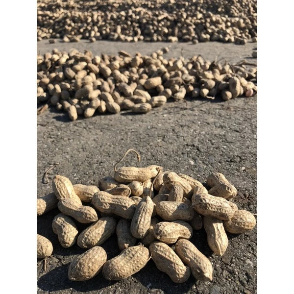 雲林9號花生 原味黑金剛花生(600g*包)