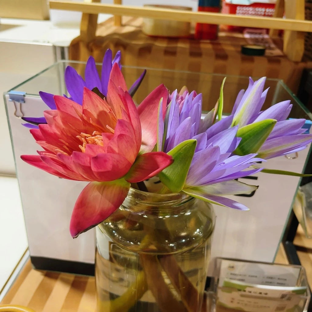 【斑花農田】台南白河青農友 白河蓮花茶