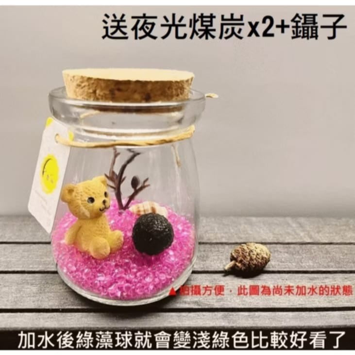 綠藻球生態瓶 微景觀生態瓶 瓶手做DIY(套裝組)(1組)