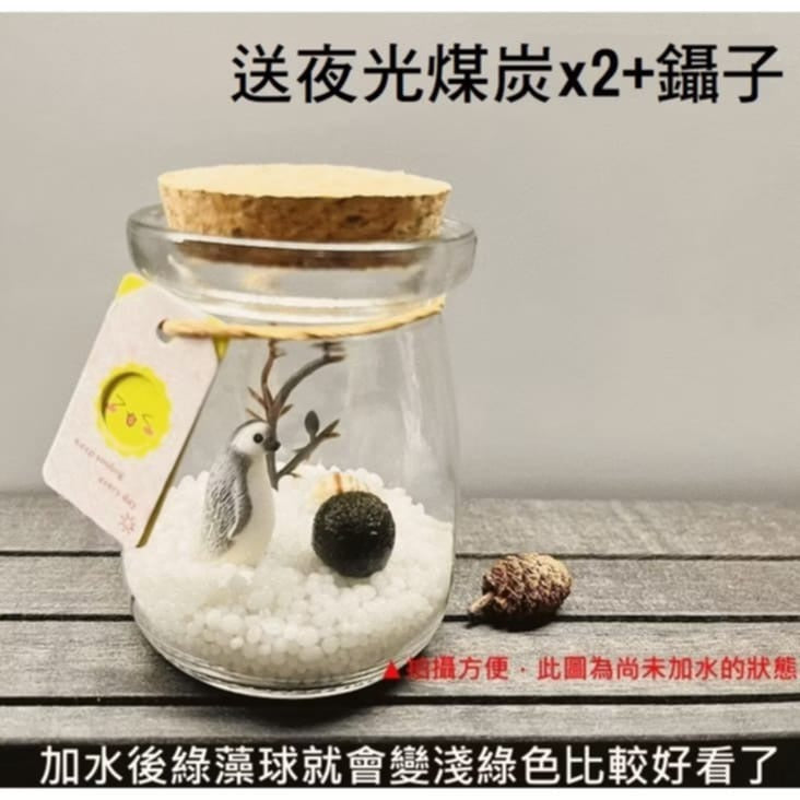 綠藻球生態瓶 微景觀生態瓶 瓶手做DIY(套裝組)(1組)