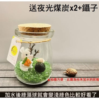 綠藻球生態瓶 微景觀生態瓶 瓶手做DIY(套裝組)(1組)