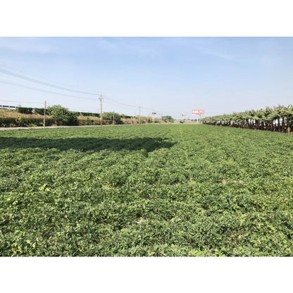 雲林9號花生 九號蒜味(450g*包)