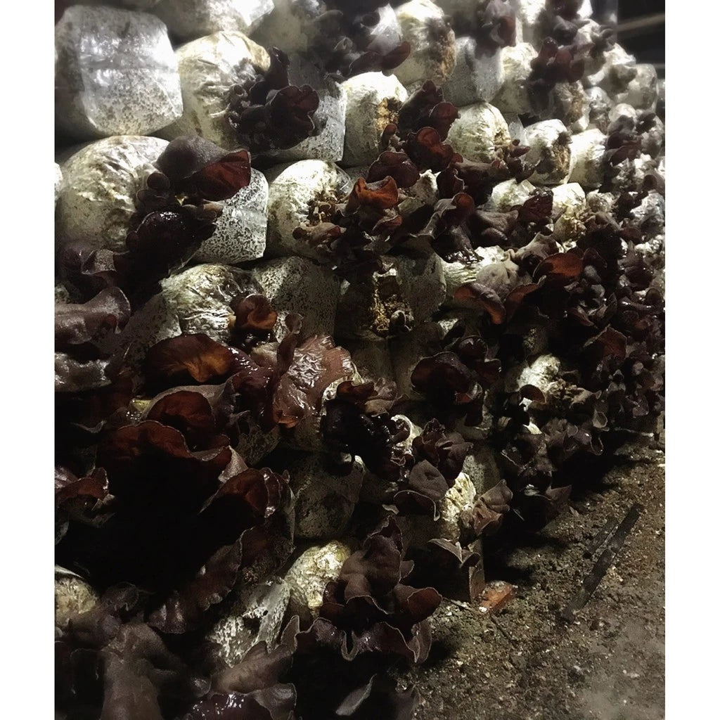 福霖食品 樂耘糧倉 台灣黑木耳乾 200克 特選鯉魚尾出產黑木耳乾燥而成 表面光滑如黑絲綢，背面潔白如絲絨，只有生長健康成品優良的木耳才能呈