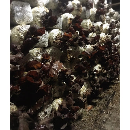 福霖食品 樂耘糧倉 台灣黑木耳乾 200克 特選鯉魚尾出產黑木耳乾燥而成 表面光滑如黑絲綢，背面潔白如絲絨，只有生長健康成品優良的木耳才能呈