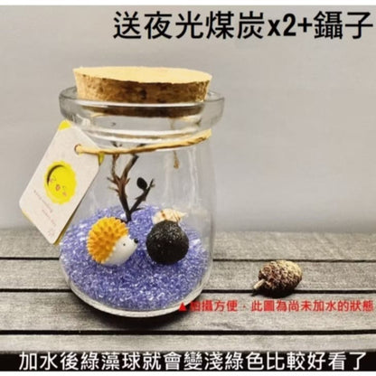 綠藻球生態瓶 微景觀生態瓶 瓶手做DIY(套裝組)(1組)