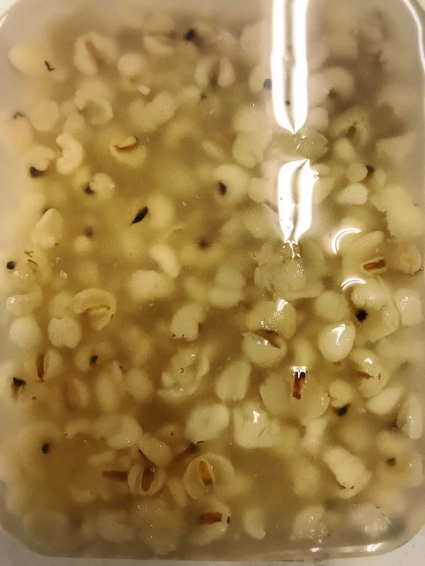 福霖食品 樂耘糧倉 蜜糖薏仁 900g 大顆薏仁,香氣宜人,女生們最愛第一名